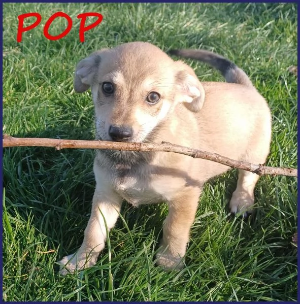 POP STUPENDO CUCCIOLO 2 MESI