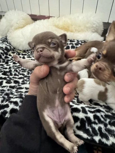 Disponibili a Dicembre 3 Cuccioli di Chihuahua Russi Femmina con Pedigree | Foto 3