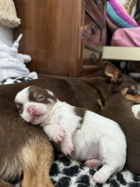 Disponibili a Dicembre 3 Cuccioli di Chihuahua Russi Femmina con Pedigree | Foto 2