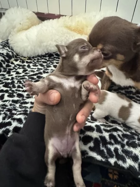 Disponibili a Dicembre 3 Cuccioli di Chihuahua Russi Femmina con Pedigree | Foto 1