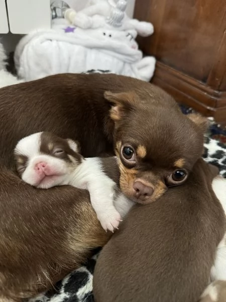 Disponibili a Dicembre 3 Cuccioli di Chihuahua Russi Femmina con Pedigree | Foto 0