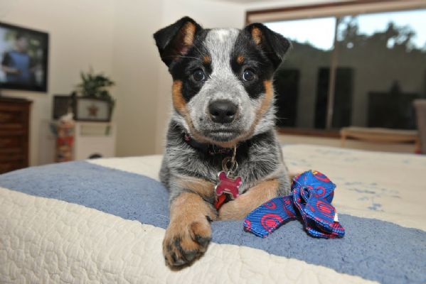 cuccioli di heeler rossi e blu