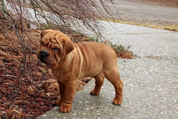 cuccioli di sharpei