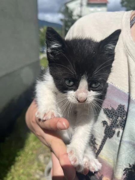 Cuccioli di gatto cercano urgentemente casa Bedonia | Foto 2