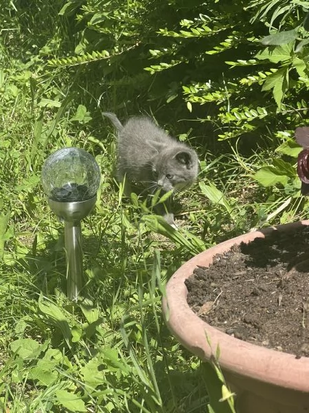 Cuccioli di gatto cercano urgentemente casa Bedonia | Foto 1