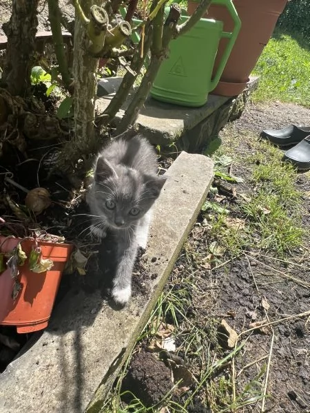 Cuccioli di gatto cercano urgentemente casa Bedonia