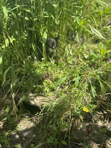 Cuccioli di gatto cercano urgentemente casa Bedonia | Foto 0