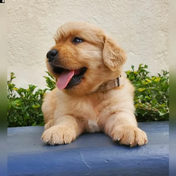 bellissimi cuccioli di golden