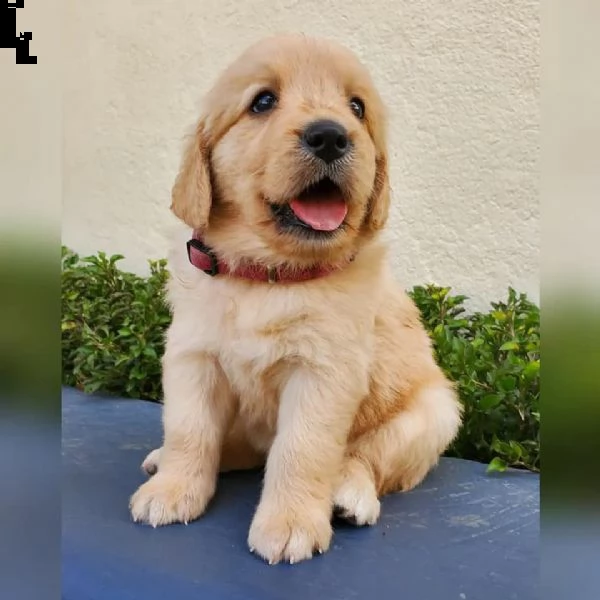 bellissimi cuccioli di golden | Foto 0