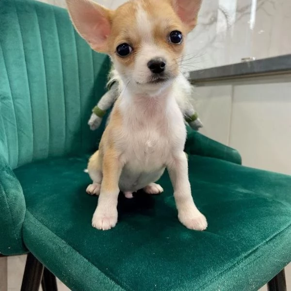 regalo chihuahua cuccioli meravigliosi  