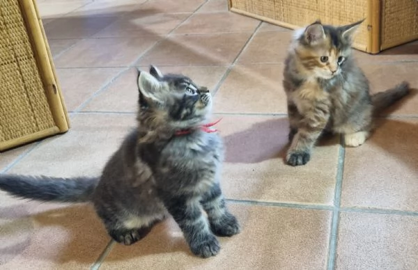 STREPITOSI CUCCIOLI MAINE COON PEDIGREE ANFI  | Foto 1