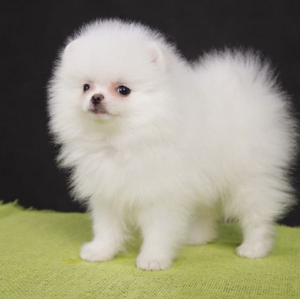 Regalo Cucciolo Volpino Pomerania Da Privato A Torino Preziosi Cuccioli ...