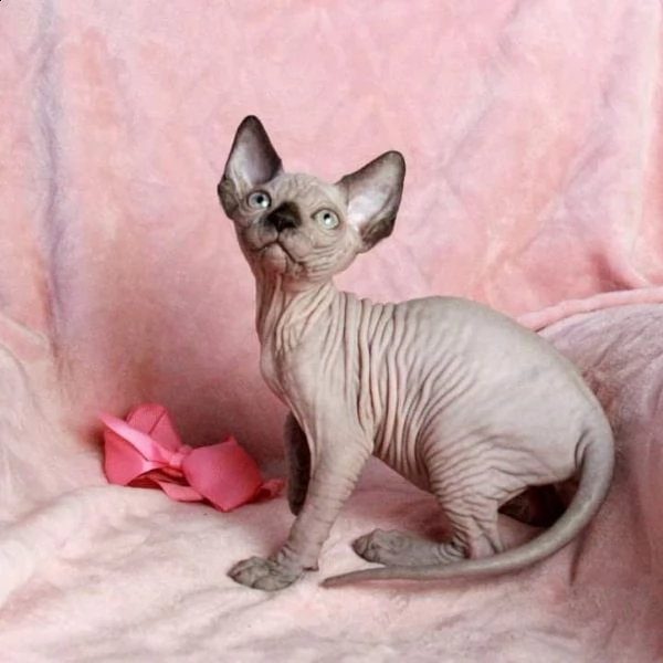 cuccioli di canadian sphynx