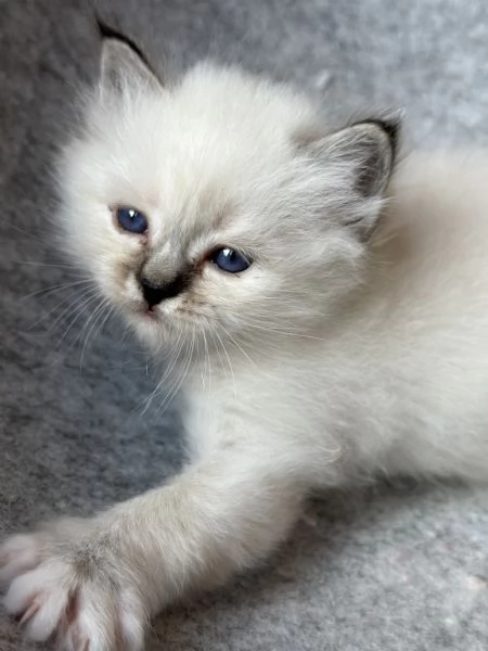 Cuccioli gatto Sacro di Birmania pedigree ANFI | Foto 1