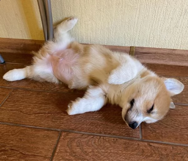 vendo cuccioli di corgi