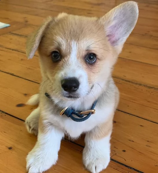 vendo cuccioli di corgi | Foto 0