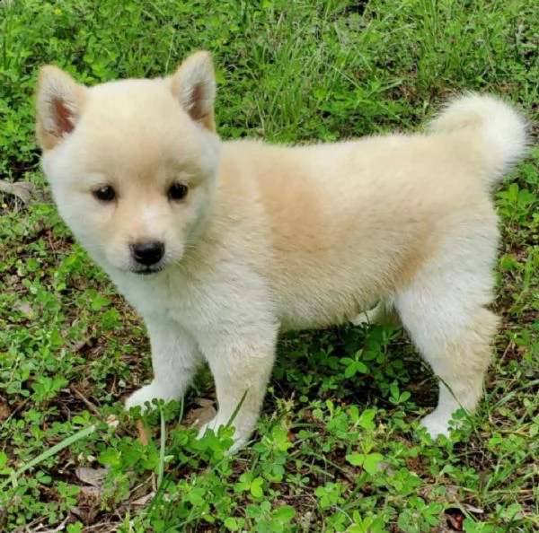 regalo cuccioli di shiba inu 