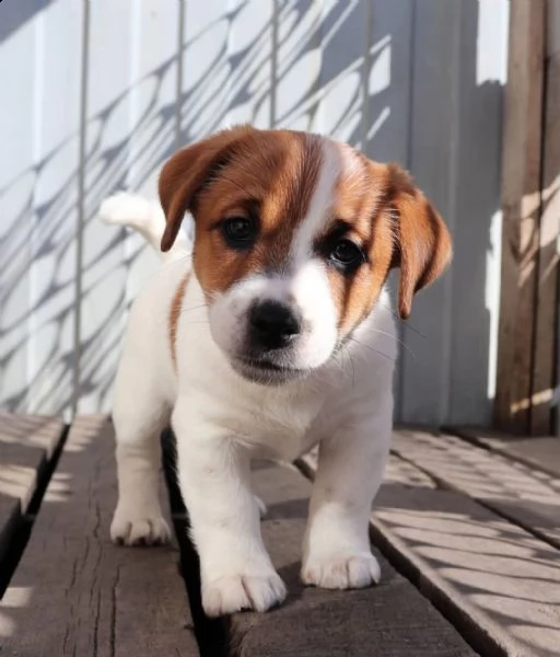 regalo due cuccioli di jack russel per ladozione