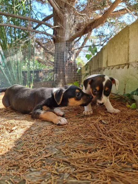 Cuccioli Amstaff Tricolore con pedigree | Foto 2