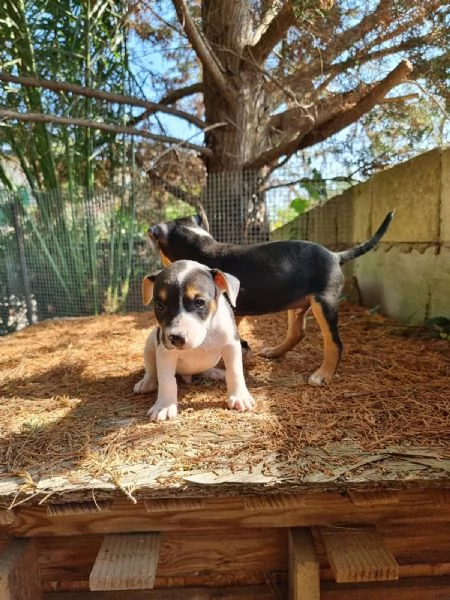 Cuccioli Amstaff Tricolore con pedigree | Foto 0