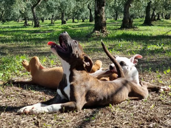 Cuccioli Amstaff Pedigree ENCI Bari Lecce Taranto Foggia | Foto 3