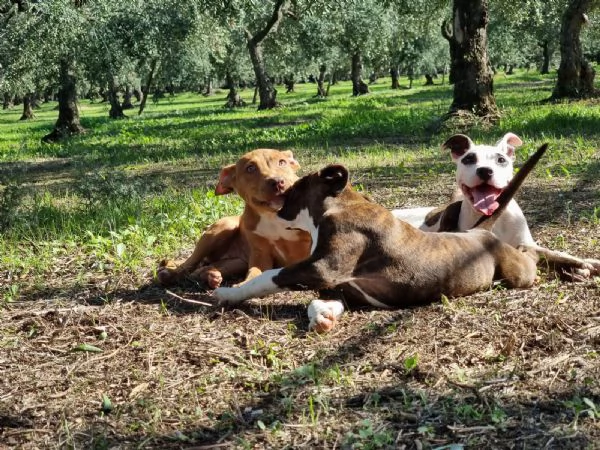 Cuccioli Amstaff Pedigree ENCI Bari Lecce Taranto Foggia