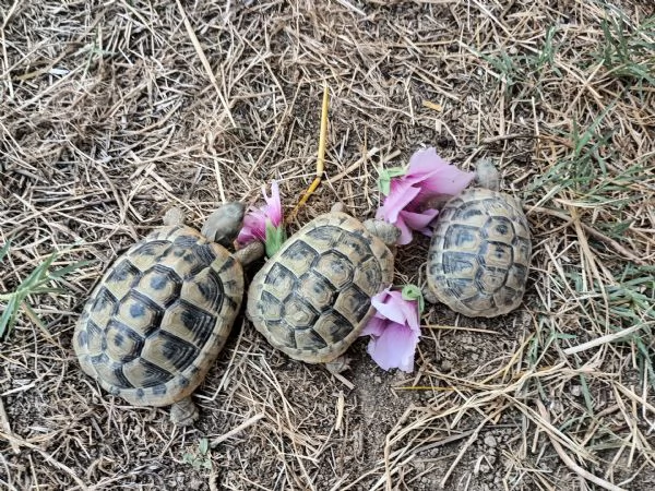 Testudo hermanni  | Foto 0