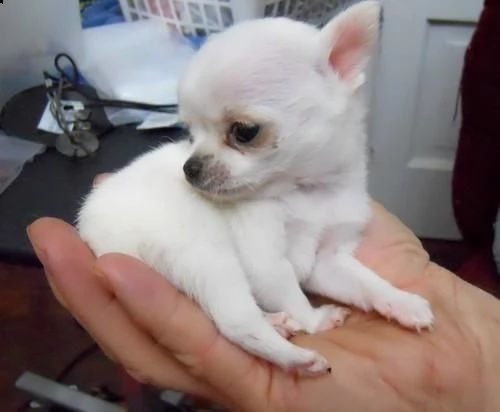 Regalo cucciolo Chihuahua da Privato a Arezzo cuccioli di