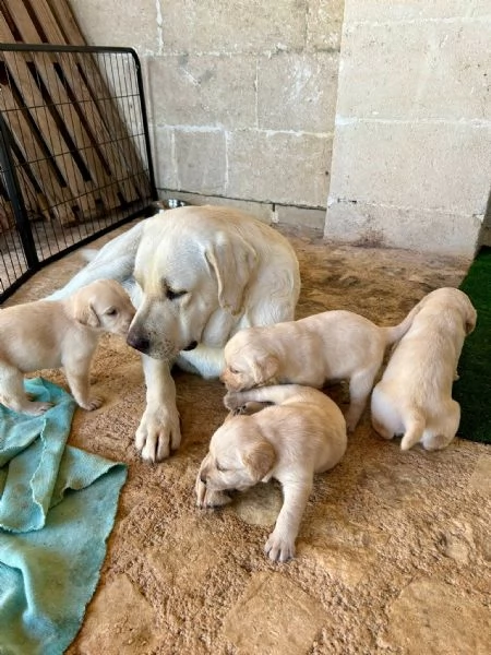 Cuccioli di Labrador Retriever colore bianco e miele | Foto 4