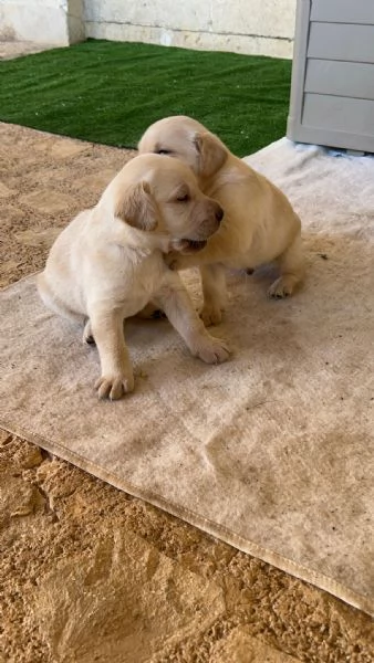 Cuccioli di Labrador Retriever colore bianco e miele | Foto 0