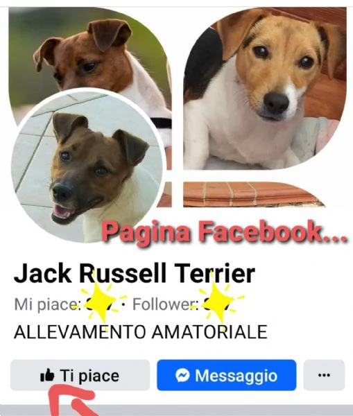 Jack russell terrier 