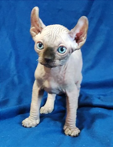 Bellissimi Gatti nudi gattini ELF sphynx gatto nudo sphinx