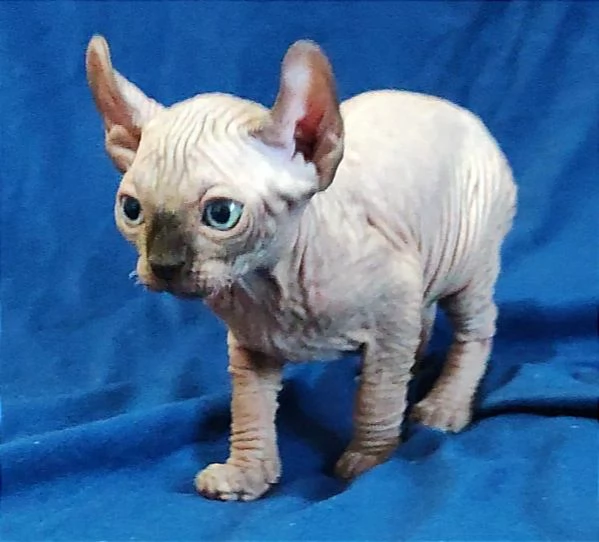 Bellissimi Gatti nudi gattini ELF sphynx gatto nudo sphinx | Foto 6