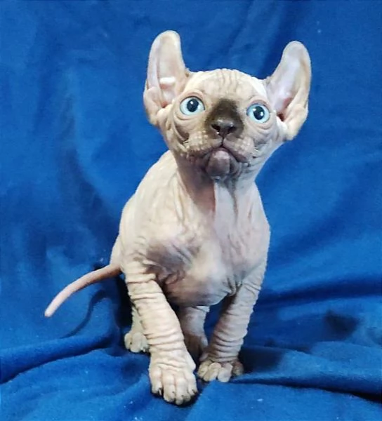 Bellissimi Gatti nudi gattini ELF sphynx gatto nudo sphinx | Foto 5