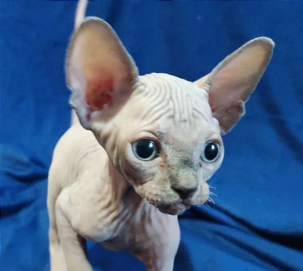 Bellissimi Gatti nudi gattini ELF sphynx gatto nudo sphinx | Foto 4