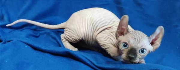 Bellissimi Gatti nudi gattini ELF sphynx gatto nudo sphinx | Foto 3