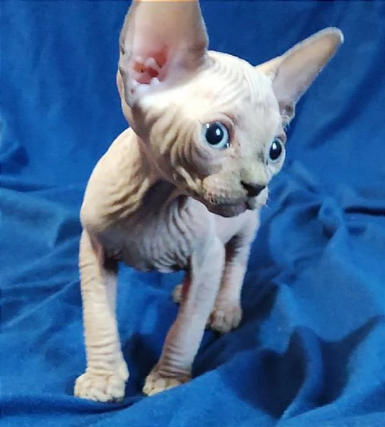 Bellissimi Gatti nudi gattini ELF sphynx gatto nudo sphinx | Foto 1