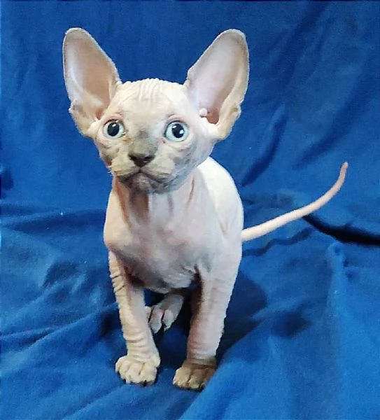 Bellissimi Gatti nudi gattini ELF sphynx gatto nudo sphinx | Foto 0