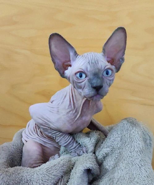 Cuccioli Sphynx Elf gatto nudo Sphinx 