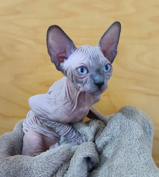 Cuccioli Sphynx Elf gatto nudo Sphinx  | Foto 6