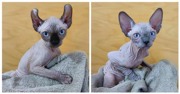 Cuccioli Sphynx Elf gatto nudo Sphinx  | Foto 5