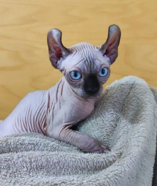 Cuccioli Sphynx Elf gatto nudo Sphinx  | Foto 4