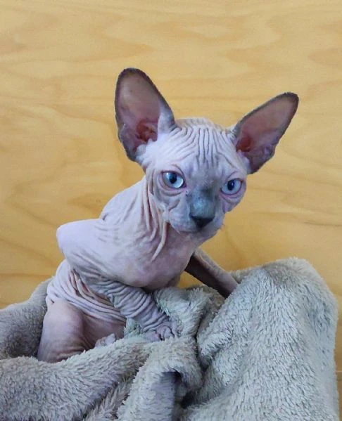 Cuccioli Sphynx Elf gatto nudo Sphinx  | Foto 3