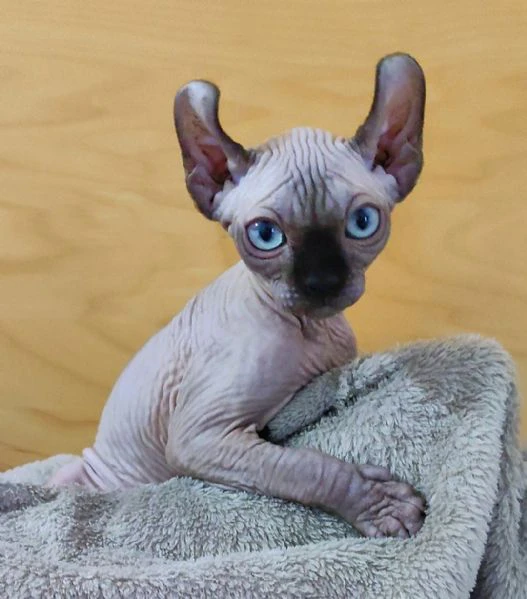 Cuccioli Sphynx Elf gatto nudo Sphinx  | Foto 2