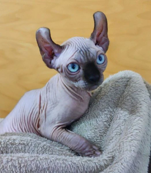 Cuccioli Sphynx Elf gatto nudo Sphinx  | Foto 1