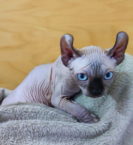 Cuccioli Sphynx Elf gatto nudo Sphinx  | Foto 0