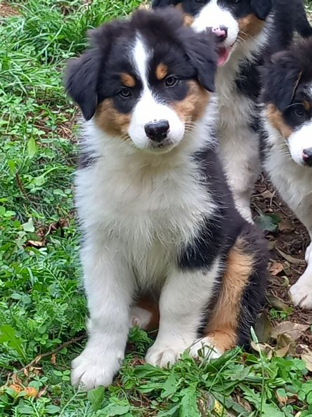 Vendita cucciolo Australian shepherd da Privato a Brescia pastore ...