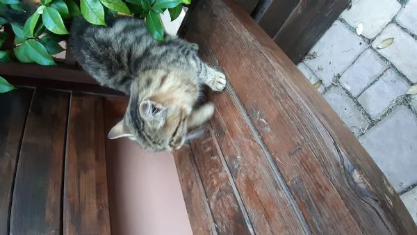 Gattina cerca casa e amore