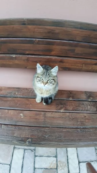 Gattina cerca casa e amore | Foto 3