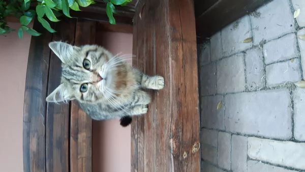 Gattina cerca casa e amore | Foto 1